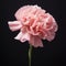 Graceful Balance: Contemporary Candy-coated Carnation Stem