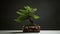 Graceful Balance: Fern Bonsai Tree In Carved Old Container