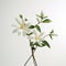 Graceful Balance: White Flowers In The Style Of Lilia Alvarado