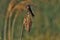 Graceful barn swallow at Bear River Migratory Bird Refuge in Utah