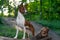 Graceful basenji brindle dog stands in the middle of a park or forest, with its paws on a snag and looks away while