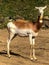 Graceful and beautiful gazelle deer