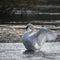 Graceful beautiful mute swan cygnus olor stretches it\'s wings on