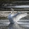 Graceful beautiful mute swan cygnus olor stretches it`s wings on