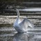 Graceful beautiful mute swan cygnus olor stretches it`s wings on