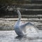 Graceful beautiful mute swan cygnus olor stretches it`s wings on