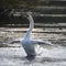 Graceful beautiful mute swan cygnus olor stretches it`s wings on