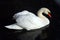 Graceful and beautiful white swan on the evening pond.