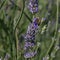 Graceful bee savoring lavender\\\'s nectar in radiant sunlight