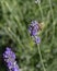 Graceful bee savoring lavender\\\'s nectar in radiant sunlight