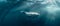 Graceful Beluga\\\'s Underwater Ballet in Sunlit Depths. Concept Marine Ballet, Beluga Whales, Sunlit