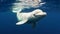 Graceful Beluga Whale Swimming Underwater Demonstrating Playful Movements and Beauty. Concept