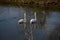 Graceful birds are reflected in the water. A pair of white swans on a sunny day. Symbol of love and fidelity.