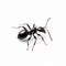 Graceful Black Ant Silhouette On White Background