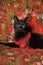 A graceful black cat lies on a scarf in the Russian style with a red necklace