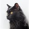 Graceful Black Cat on White Background for Posters and Web Design