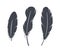 Graceful Black Feather Silhouettes. Striking And Versatile Plume Shadows, Perfect For Artistic Projects, Decorations