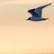 Graceful Black Headed Gull in flight