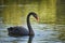 Graceful black swan male