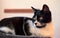 Graceful black-and-white cat resting on the scratching post, pets enjoying the comfort