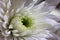 Graceful Blooms: Macro Portrait of a White Chinese Aster