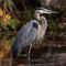 Graceful Blue Heron in a Misty Marsh