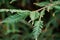 Graceful branch with foliage on blurred background. Close-up selective focus of evergreen Sequoia sempervirens