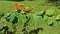 A graceful branch with green leaves and bright orange blossoms.