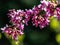 Graceful branches of blossom purple flowers Eastern Redbud, or Eastern Redbud Cercis canadensis in spring garden