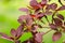 Graceful branches of Cotinus coggygria Royal Purple Rhus cotinus, the European smoketree with young purple leaves