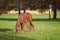 Graceful Brown Horse Pasturing on Green Grass