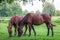 Graceful brown horses on a green meadow in a birch grove on a summer evening