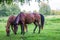 Graceful brown horses on a green meadow in a birch grove on a summer evening