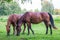 Graceful brown horses on a green meadow in a birch grove on a summer evening