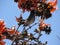 Graceful Bulbul Bird amidst Vibrant Palash Flowers