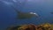 Graceful Calm Manta Ray & Fish In Gentle Sunlit Blue Sea Water & Beautiful Coral Reef