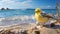 Graceful Canary On Sandy Beach: Soft Focus Photography In High Resolution