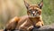 Graceful caracal navigating the desert landscape with focused gaze and tufted ears