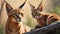 Graceful caracal navigating the desert landscape with focused gaze and tufted ears