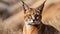 Graceful caracal navigating the desert landscape with focused gaze and tufted ears