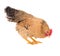 Graceful chicken laying hen, red color. Isolated.Series photos