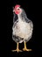 Graceful chicken laying hen, red color. Isolated.Series photos