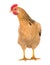 Graceful chicken laying hen, red color. Isolated.Series photos