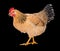 Graceful chicken laying hen, red color. Isolated.Series photos