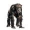 Graceful Chimpanzee Standing Proudly on Clean White Background