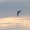 Graceful Common Tern in flight