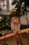 Graceful Composure: Owl Portrait on Wooden Bamboo Perch