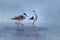 Graceful couple of black-necked Stilts