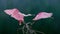 Graceful couple of Roseate Spoonbills