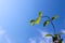 Graceful curved stem with leaves against the blue sky. Lonicera Caprifolium, Honeysuckle or Wood Bean